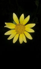 Asteraceae