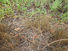 Fimbristylis polytrichoides