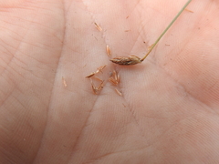 Fimbristylis polytrichoides