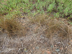 Fimbristylis polytrichoides