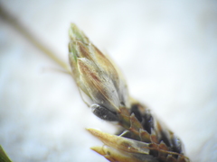 Fimbristylis polytrichoides