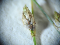 Fimbristylis polytrichoides