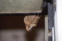 Opsiphanes invirae