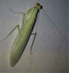 Eomantis