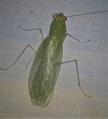 Eomantis