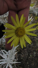 Senecio niveoaureus