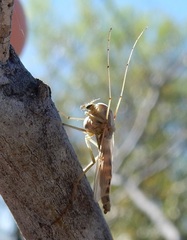 Chironomus crassicaudatus