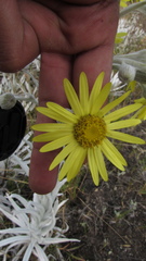 Senecio niveoaureus
