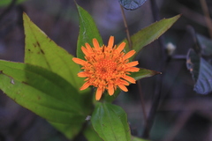 Lycoseris crocata