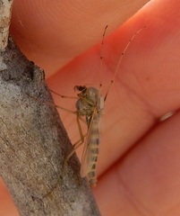 Chironomus crassicaudatus