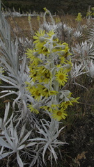 Senecio niveoaureus