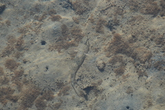 Glossogobius olivaceus