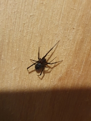 Steatoda