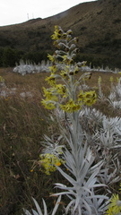 Senecio niveoaureus