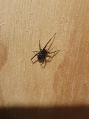 Steatoda