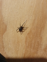 Steatoda
