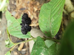 Cycloglypha thrasibulus