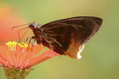 Typhedanus ampyx