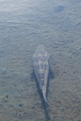Epinephelus coioides