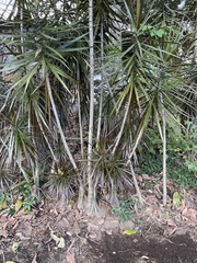 Dracaena reflexa angustifolia