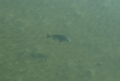 Acanthopagrus schlegelii