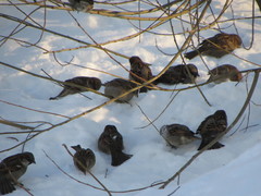 Passer domesticus