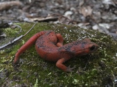 Ensatina eschscholtzii xanthoptica × platensis