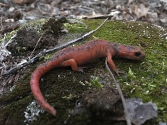 Ensatina eschscholtzii xanthoptica × platensis