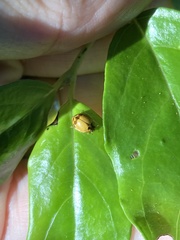 Harmonia antipoda