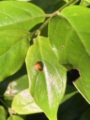 Harmonia antipoda