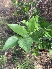 Citrus × taitensis