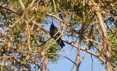 Cynanthus latirostris