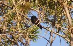 Cynanthus latirostris