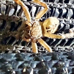 Polybetes rapidus