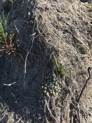Raoulia parkii