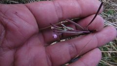 Epilobium denticulatum