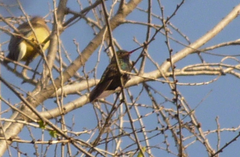 Cynanthus latirostris