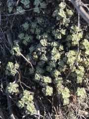 Raoulia parkii