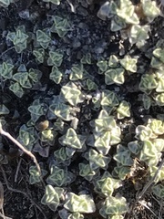 Raoulia parkii