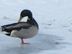 Anas platyrhynchos
