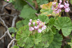 Pelargonium zonale