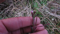 Epilobium denticulatum