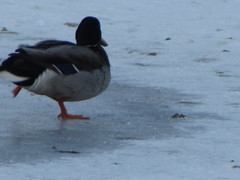 Anas platyrhynchos