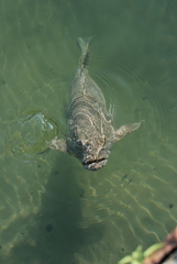 Epinephelus coioides