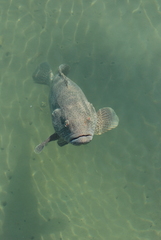 Epinephelus coioides