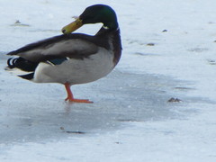 Anas platyrhynchos