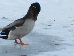 Anas platyrhynchos