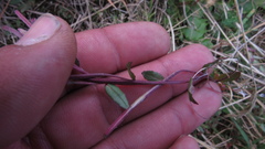 Epilobium denticulatum