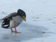 Anas platyrhynchos