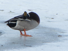 Anas platyrhynchos